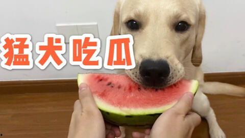 娱乐吃瓜蛋仔名字大全